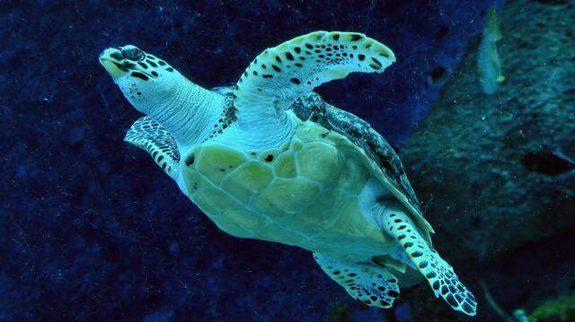 What Is a Hawksbill Turtle and Why Are They Endangered
